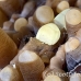 shrimp_anemone_res_kb_h_0237_png0908.jpg